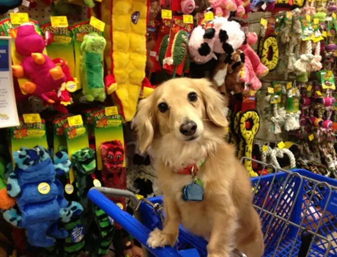 Dr. Kristen's dog, Pickles is in a shopping cart and in the background there are pet toys behind him or her. 